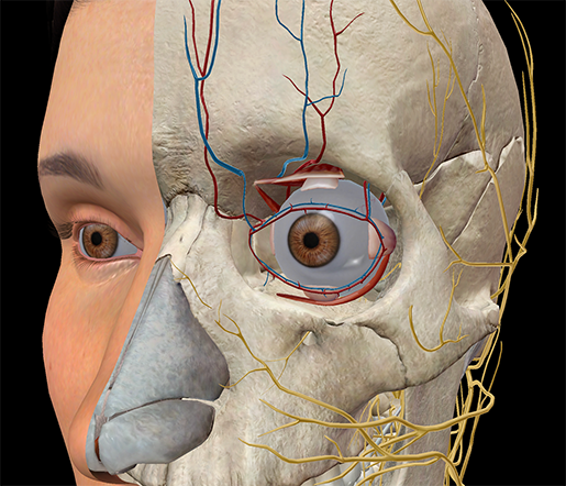 Eye new arrivals socket anatomy